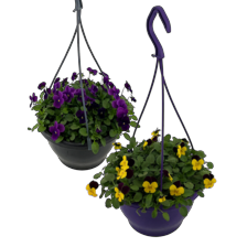 Violen in hangpot